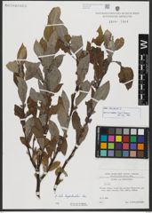 Foto von Salix hastata L.